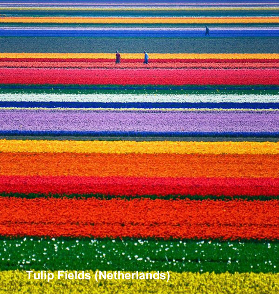 tulip-fields-netherlands.jpg