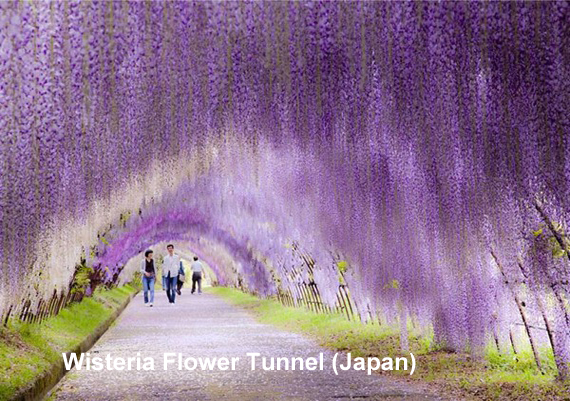 wisteria-flower-tunnel-japan.jpg