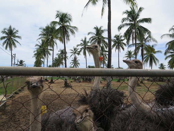 Ostrich and Crocodile Farm (11)