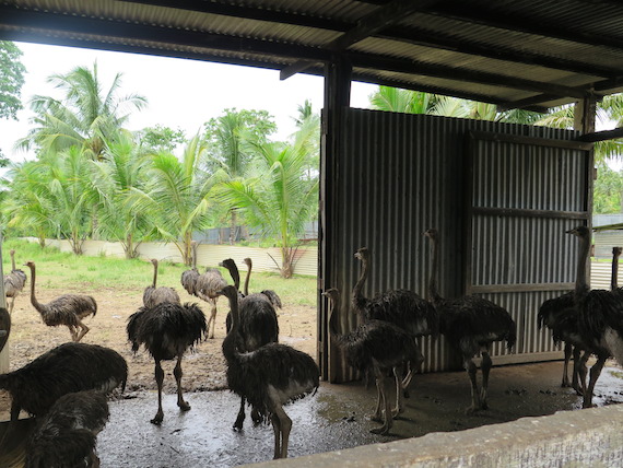 Ostrich and Crocodile Farm (14)