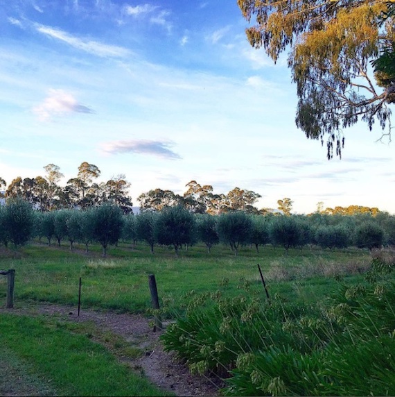 Olive trees Timara Lodge