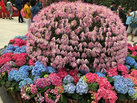 Dahlia Dreams at Gardens By the Bay (2)