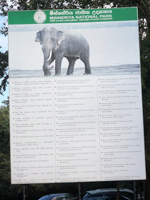 Minneriya National Park Elephant Safari (8)