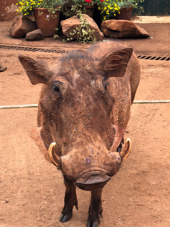 David Sheldrick Wildlife Trust (20)