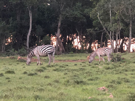 Masai Mara Game Drive (40)